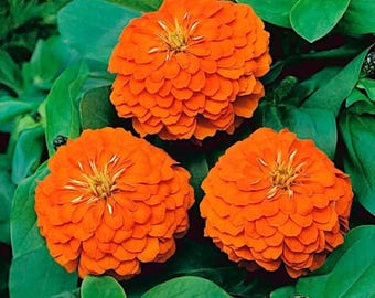 100 Orange King Zinnia Seeds Heirloom Pollinator Flowers