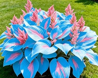 200+ Hosta Seeds | Shade Loving Perennial Garden Plants