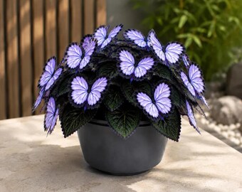 200+ Hosta Seeds Hardy Perennial Shade Garden Plants