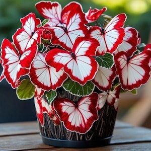 May include: A dark brown textured planter filled with vibrant flowers that feature white petals with bold red edges. The plant has green leaves with white margins, and the overall arrangement creates a dense, rounded display of red and white colors.