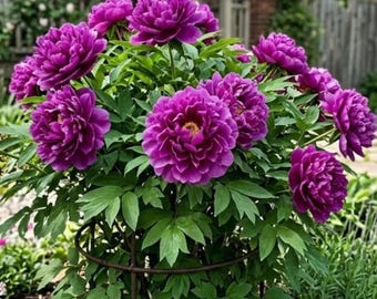 50 Peony Seeds | Fragrant Heirloom Perennial | Garden Flowers