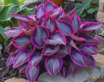 Hostas by SEEDSSUN | Shade Loving Perennial Garden Plants