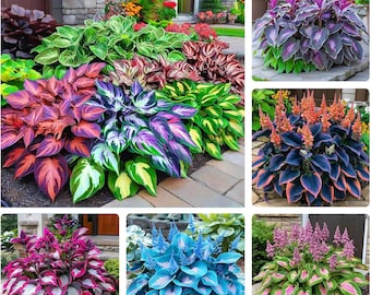 330+ Mixed Color Hosta Seeds Shade Garden Perennials