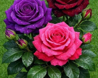Mixed Rare Rose Seeds Rainbow Perennial Garden Flowers