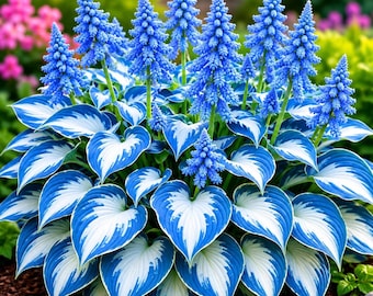 200+ Hosta Seeds Hardy Perennial Shade Garden Plants