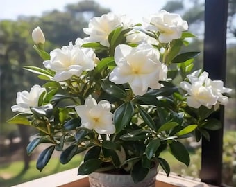 199 Gardenia Flower Seeds Fragrant Evergreen White Blooms