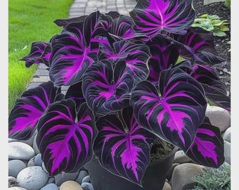 200+ Pink Black Hosta Seeds | Rare Shade Perennial Garden Plants