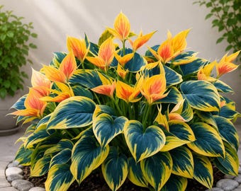 200+ Mixed Hosta Seeds | Shade Tolerant Heirloom Perennial | Border & Container Plants