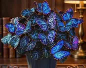 200 Blue Hosta Seeds | Rare Shade Garden | Perennial Plants