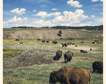 Yellowstone Bison Poster