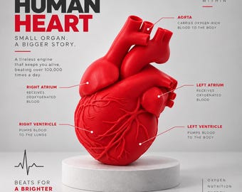 Anatomical Heart Sculpture - Realistic Red Heart Figurine - Cardiology Medical Gift, Valentines Day Decor, Romantic Art Gift, Science Desk