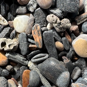 Fossil Mix- Fossil pieces, polished stones and shells.