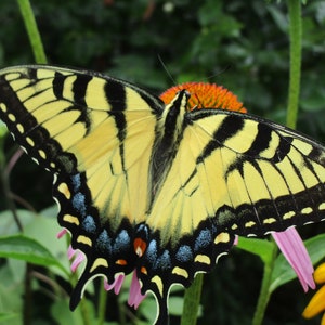 Eastern Swallowtail Butterfly #1 Print