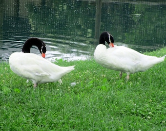 Swans Photo Print