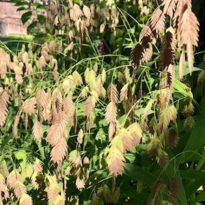 May include: Close-up of a plant with long, slender stems and delicate, drooping seed heads. The seed heads are a mix of tan and green, with a feathery texture. The plant is surrounded by lush green foliage, creating a natural, organic feel.