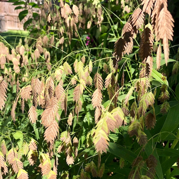 Inland Sea Oats - Chasmanthium latifolium - Native Texas Seeds - Packet of 100+ organic seeds