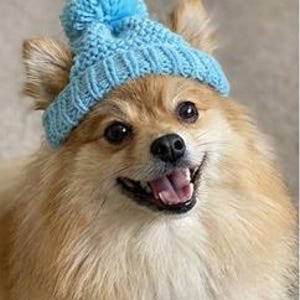 Peut inclure: Un chien Poméranien souriant portant un bonnet en tricot bleu clair avec un pompon sur le dessus. Le chien a une fourrure brun clair et regarde directement l'appareil photo.