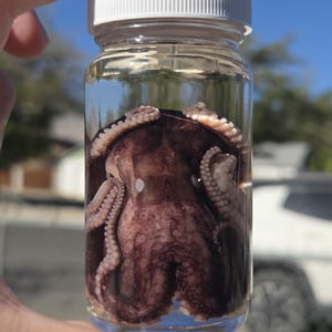 May include: A clear glass jar with a white screw-top lid containing a preserved dark purple octopus specimen submerged in liquid. The octopus is positioned centrally within the jar, displaying its tentacles and textured mantle clearly through the glass.