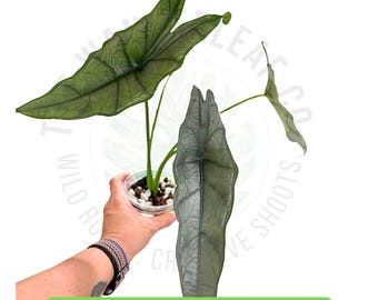 Alocasia Heterophylla (dragons Breath) : Indoor Plants - Easy Care