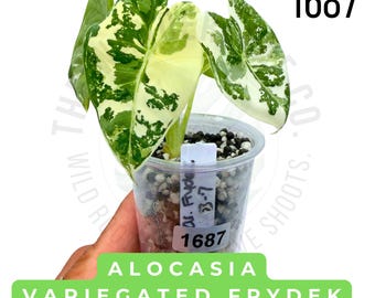 Alocasia Variegated Frydek Live Plant | Rooted Starter Plant | Rare Collector Aroid | Established