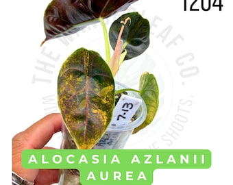 Alocasia Azlanii Aurea Variegated Live Plant | Rooted Starter Plant | Rare Collector Aroid | Established