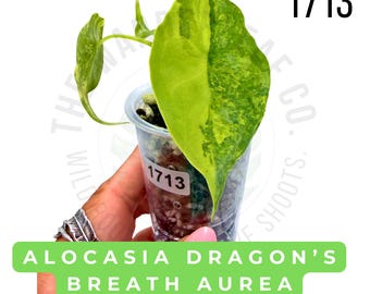 Alocasia Dragon's Breath Aurea Variegated Live Plant | Rooted Starter Plant | Rare Collector Aroid | Established