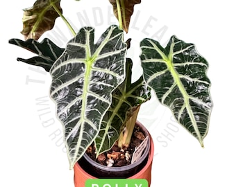 Alocasia Polly Corm African Mask Plant Rare Aroid Corm