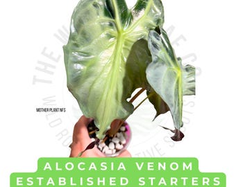 Alocasia Venom Starter Plant Rare Aroid/US SELLER