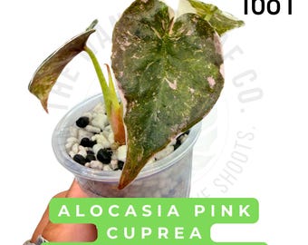 Alocasia Pink Cuprea Variegated Live Plant | Rooted Starter Plant | Rare Collector Aroid | Established
