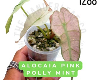 Alocasia Pink Polly Mint Variegated Live Plant | Rooted Starter Plant | Rare Collector Aroid | Established