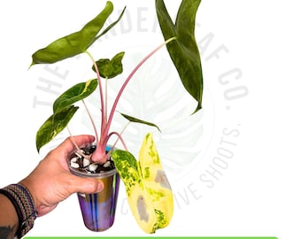 Alocasia Pink Dragon Aurea Corm Rare Aroid