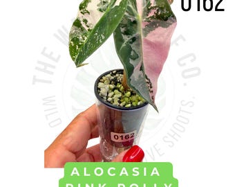 May include: An Alocasia Pink Polly plant with variegated leaves featuring shades of dark green, white, and pink. The plant is potted in a clear plastic container filled with perlite and soil, labeled with the number 0162.