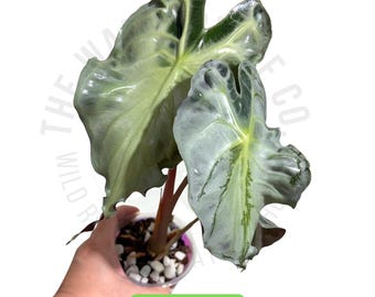 Alocasia Venom Corm Rare Aroid/LAST BATCH till Fall