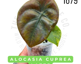 Alocasia Cuprea Latte Variegated Live Plant | Rooted Starter Plant | Rare Collector Aroid | Established