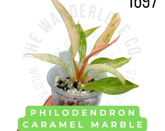 Philodendron Caramel Marble Pink Variegated Live Plant | Rooted Starter Plant | Rare Collector Aroid | Established