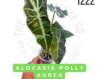 Alocasia Polly Aurea Variegated Live Plant | Rooted Starter Plant | Rare Collector Aroid | Established