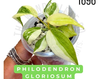 Philodendron Gloriosum Variegated Live Plant | Rooted Starter Plant | Rare Collector Aroid | Established