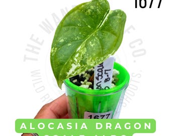 Alocasia Dragon Scale Albo Variegated Live Plant | Rooted Starter Plant | Rare Collector Aroid | Established