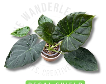 Alocasia Regal Shield Corm Rare Aroid