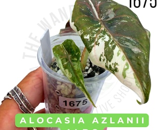 Alocasia Azlanii Albo Variegated Live Plant | Rooted Starter Plant | Rare Collector Aroid | Established