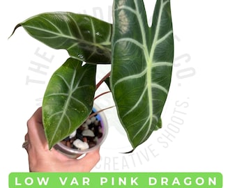Alocasia Low Var Pink Dragon (Albo Mom) Corm Rare Aroid