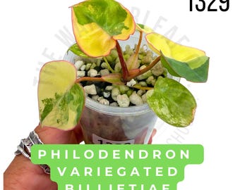 Philodendron Variegated Billietiae Live Plant | Rooted Starter Plant | Rare Collector Aroid | Established