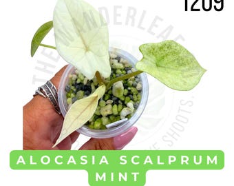 Alocasia Scalprum Mint Variegated Live Plant | Rooted Starter Plant | Rare Collector Aroid | Established