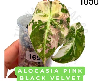 Alocasia Pink Black Velvet Variegated Live Plant | Rooted Starter Plant | Rare Collector Aroid | Established