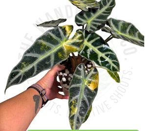 Alocasia Bambino Aurea Corm Rare Variegated Aroid Yellow Variegation