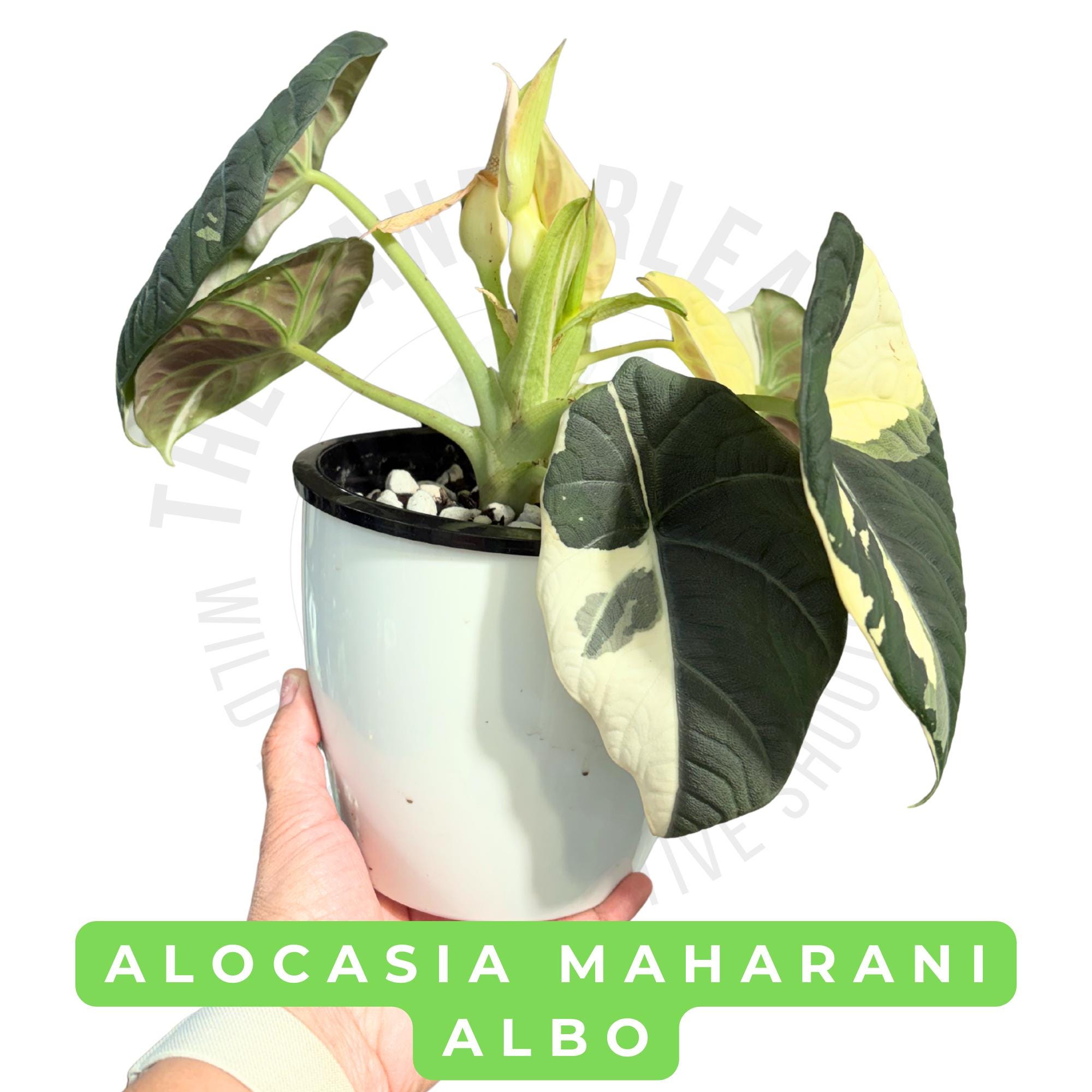 Alocasia Maharani Albo Tissue Culture - Etsy