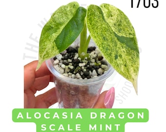 Alocasia Dragon Scale Mint Variegated Live Plant | Rooted Starter Plant | Rare Collector Aroid | Established