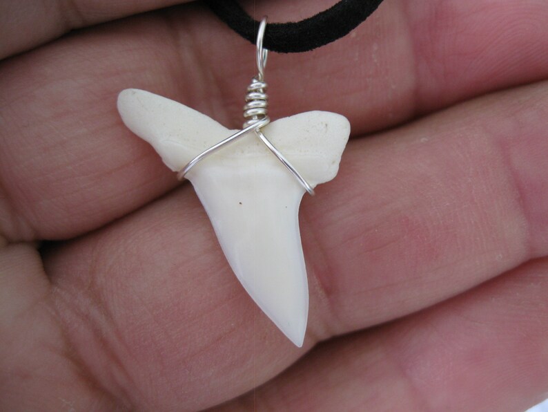 Shark Tooth Necklace Real Mako Shark Tooth Suede Leather Etsy
