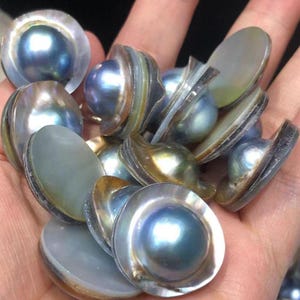 May include: A collection of iridescent, blue-grey pearls with a metallic sheen. The pearls are held in their open, shell-like casings, showing a range of colours from silver to gold. The pearls have a smooth, polished surface.