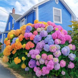 May include: A profusion of colourful hydrangea flowers in full bloom. The flowers display a range of pink, purple, orange, yellow, and blue hues, contrasting with the blue siding of a house. The lush blooms are a key feature of the garden.